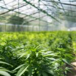 Culture de CBD en greenhouse